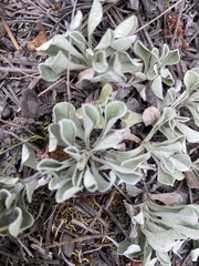 Antennaria howellii