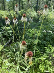 Echinacea