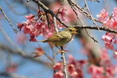 Phylloscopus inornatus
