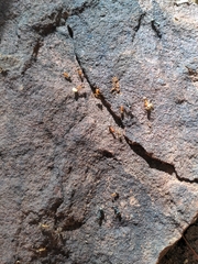 Formicidae