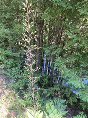 Scrophularia lanceolata