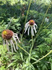 Echinacea