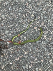 Opheodrys vernalis