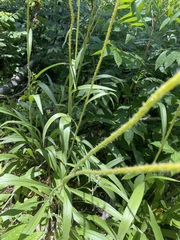Echinacea