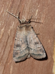 Diarsia rubi