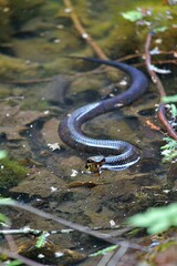 Agkistrodon piscivorus