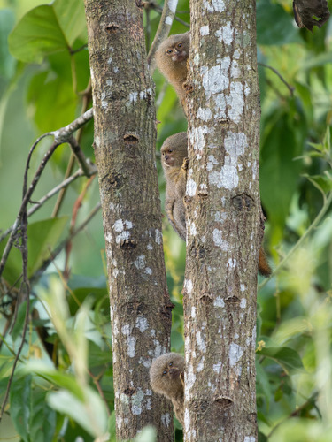 Eastern Pygmy Marmoset