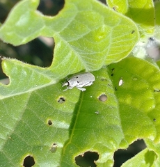 Trichobaris compacta