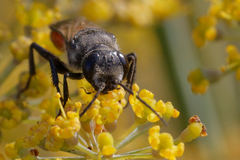 Astata