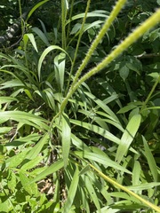 Echinacea