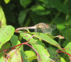 Sympetrum vicinum