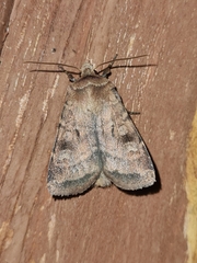 Diarsia rubi