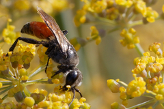 Astata