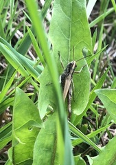 Chorthippus apricarius