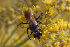 Astata