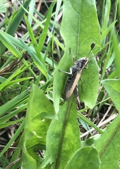 Chorthippus apricarius