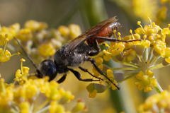 Astata