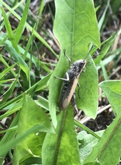 Chorthippus apricarius