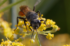 Astata