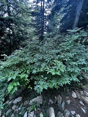 Vaccinium membranaceum