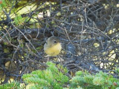 Leiothlypis ruficapilla