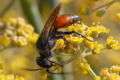 Astata