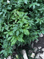 Vaccinium membranaceum