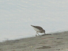 Calidris minutilla