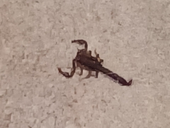 Vaejovis carolinianus