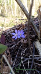 Hepatica nobilis