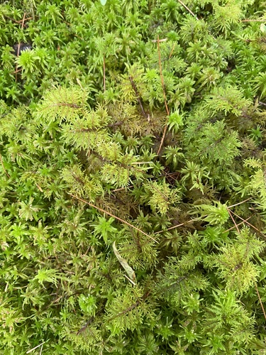 Hylocomium splendens image