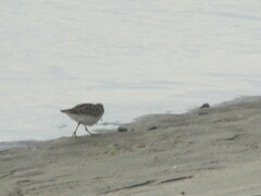 Calidris minutilla