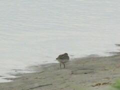 Calidris minutilla