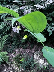 Streptopus amplexifolius