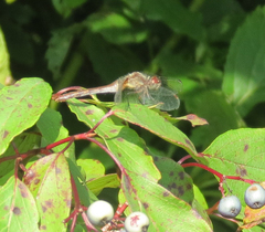 Sympetrum vicinum