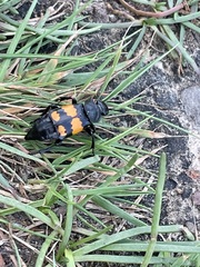 Nicrophorus vespilloides