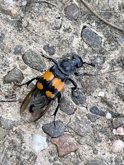 Nicrophorus vespilloides