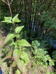 Scrophularia lanceolata