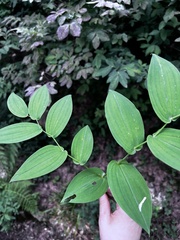 Streptopus amplexifolius