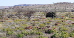 Aloe claviflora