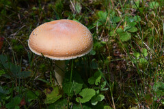 Amanita wellsii