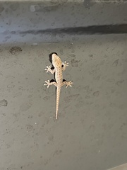 Gekkota