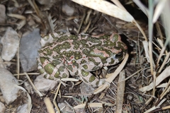 Bufotes viridis viridis