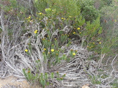 Cullumia carlinoides
