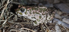 Bufotes viridis viridis