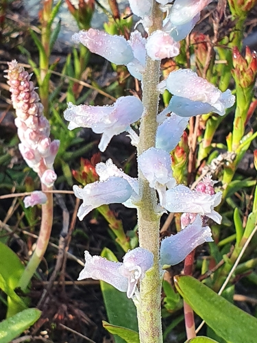 Image of Lachenalia rosea by (c) Corli du Toit Smith, some rights reserved (CC BY)