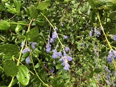 Ceanothus