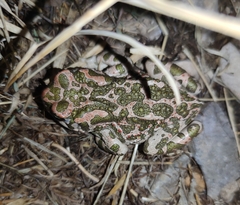 Bufotes viridis viridis