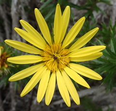 Cullumia carlinoides