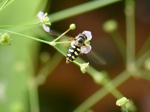 Black-tailed Aphideater, Groesbeek, Nederland, photo 7 of 10